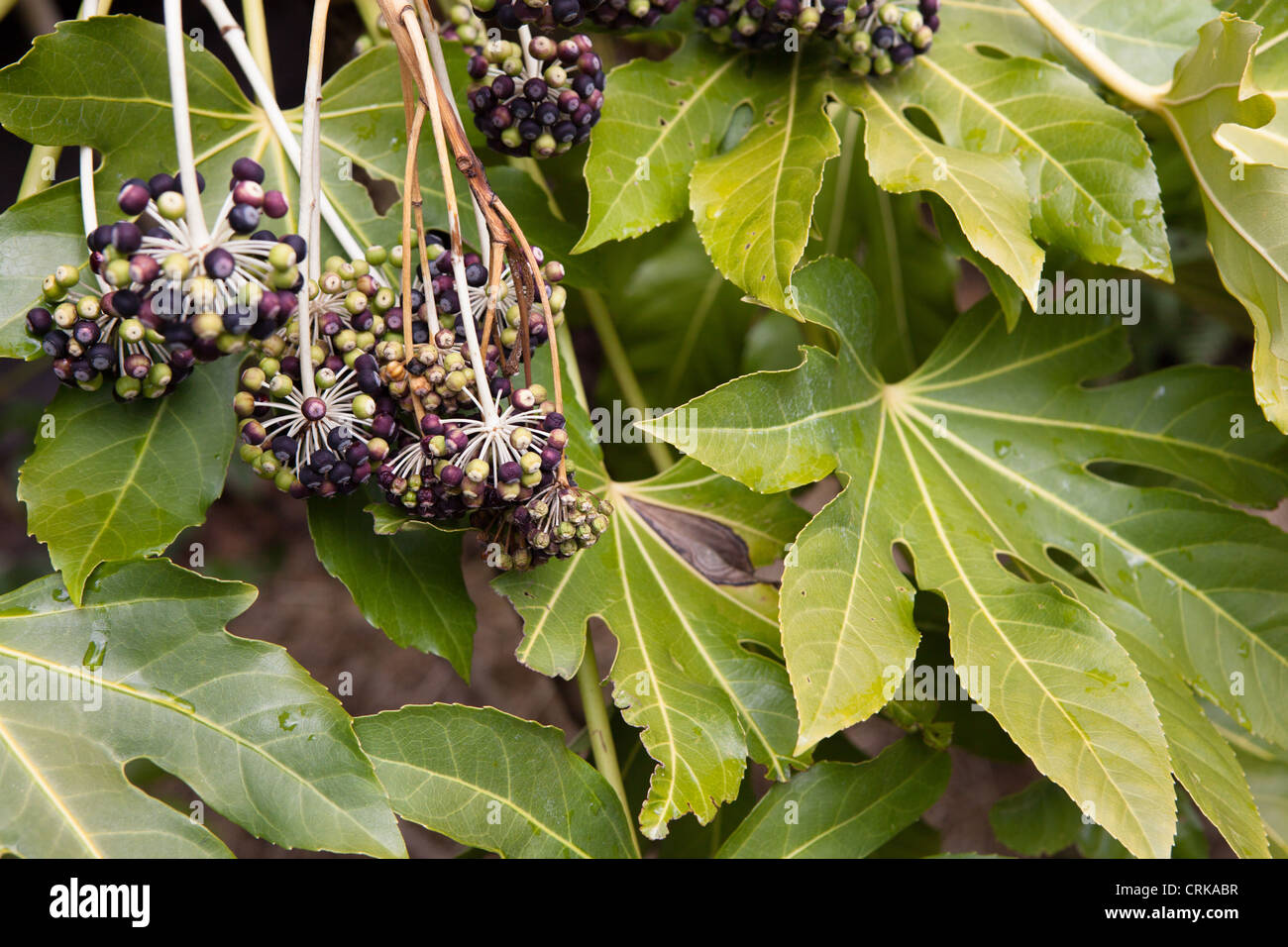 La floraison Fatsia japonica. Nom commun : aralia japonais Banque D'Images