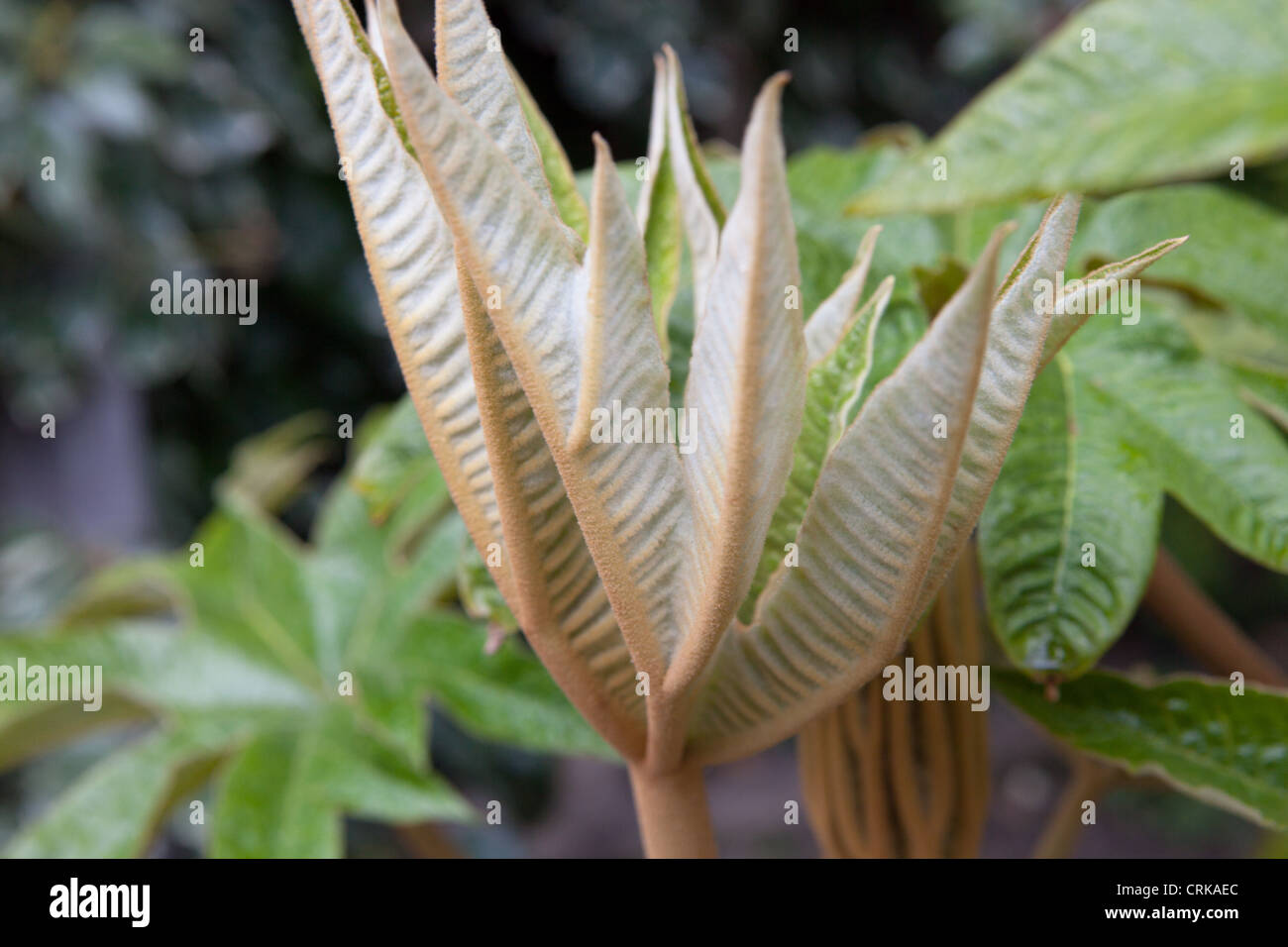 Tetrapanax papyrifer 'Rex'. L'usine de papier de riz. Banque D'Images