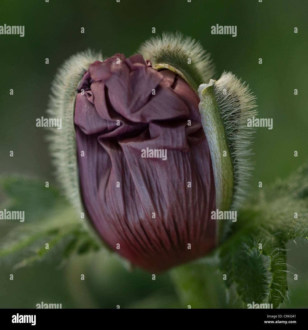 Papaver orientale 'Patty's Plum', coquelicot, pavot d'Orient Banque D'Images