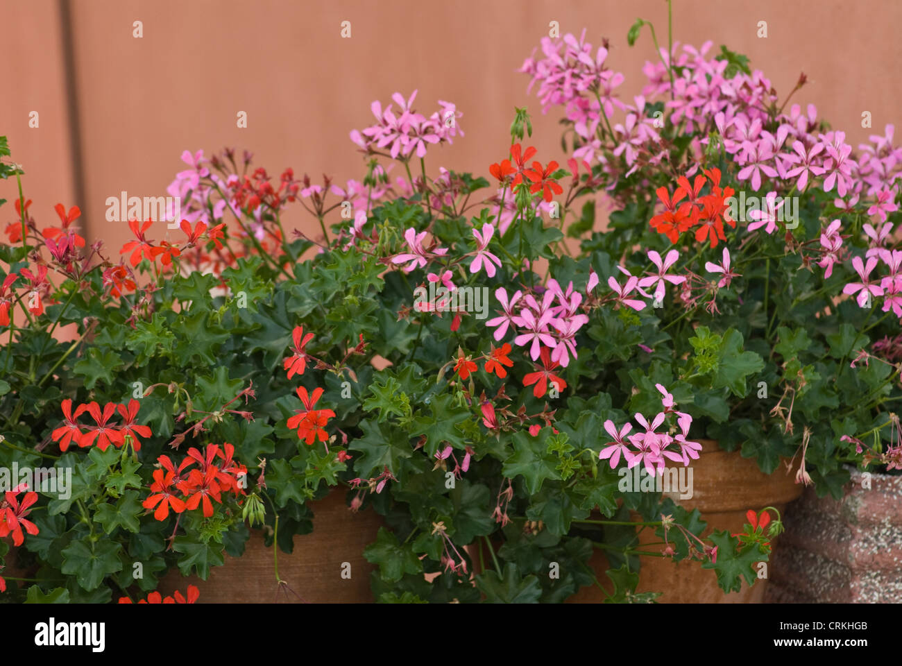 Pelargonium Banque D'Images