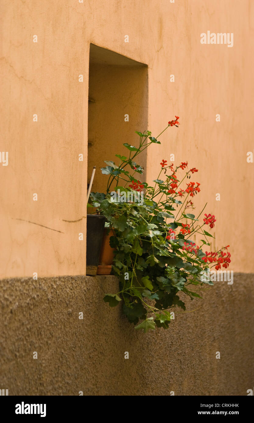 Pelargonium Banque D'Images