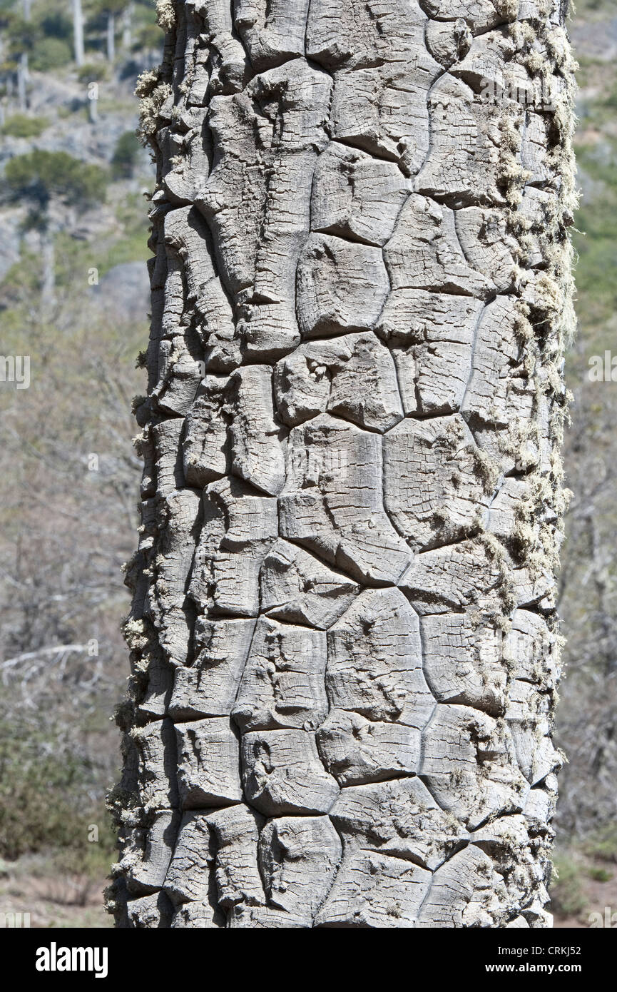 Monkey-puzzle Arbre (Araucaria araucana), close-up of trunk road 12 province de Neuquen Argentine Amérique du Sud Décembre Banque D'Images