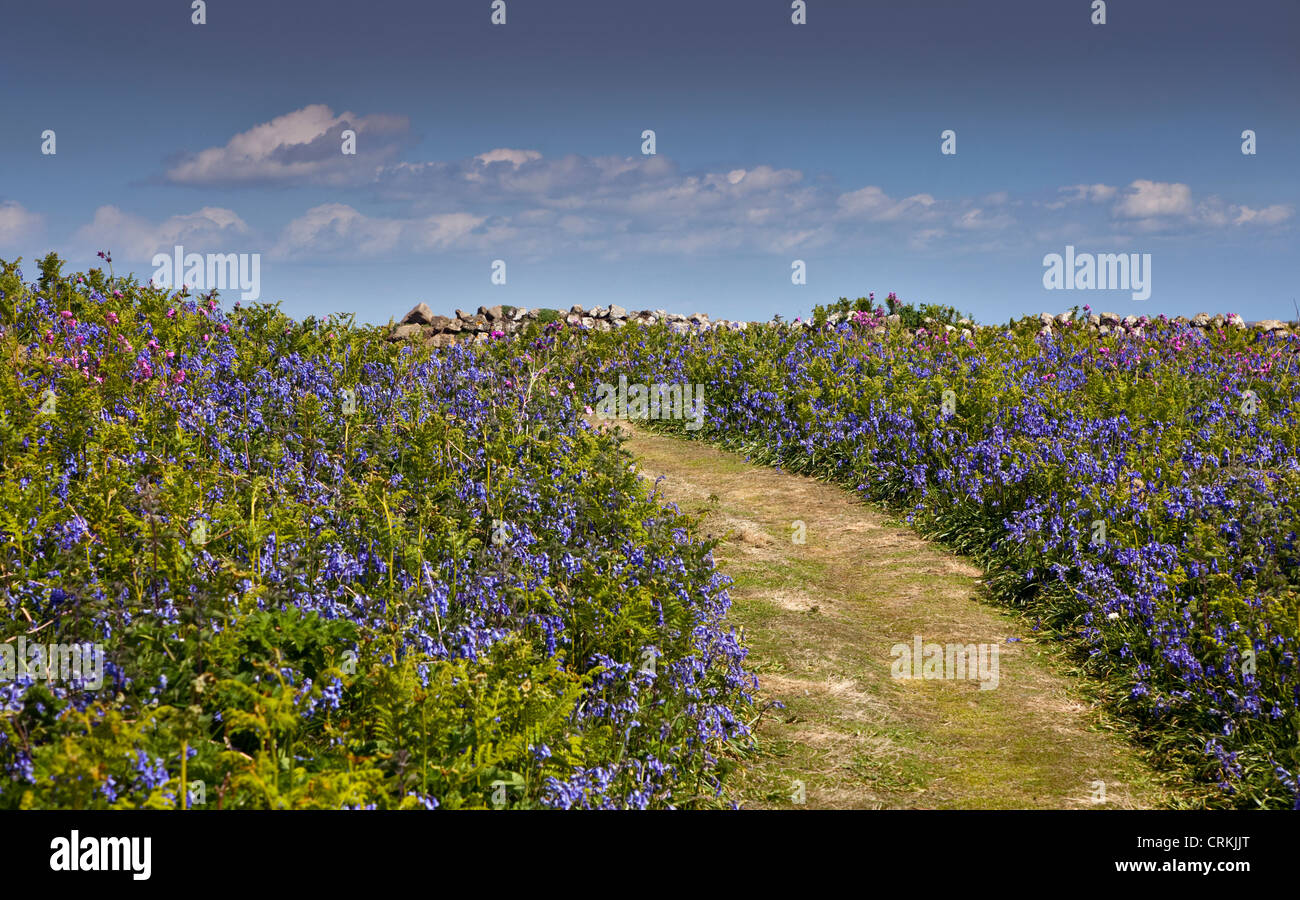 Jacinthes et chemin dans le Printemps sur l'île de Skomer, Pembrokeshire, Pays de Galles Banque D'Images
