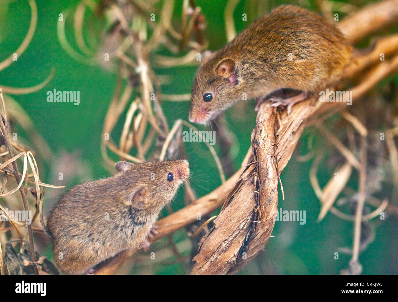 Deux souris Micromys minutus (Récolte) escalade sur le plant, UK Banque D'Images