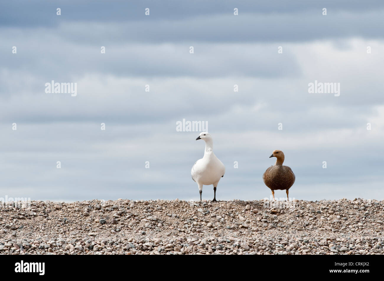 Kelp Goose (Chloephaga hybrida) paire adultes debout sur point Route 40 de la Province de Chubut en Argentine Amérique du Sud Novembre Banque D'Images