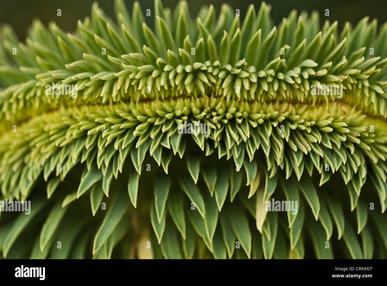 L'euphorbe, Euphorbia Banque D'Images