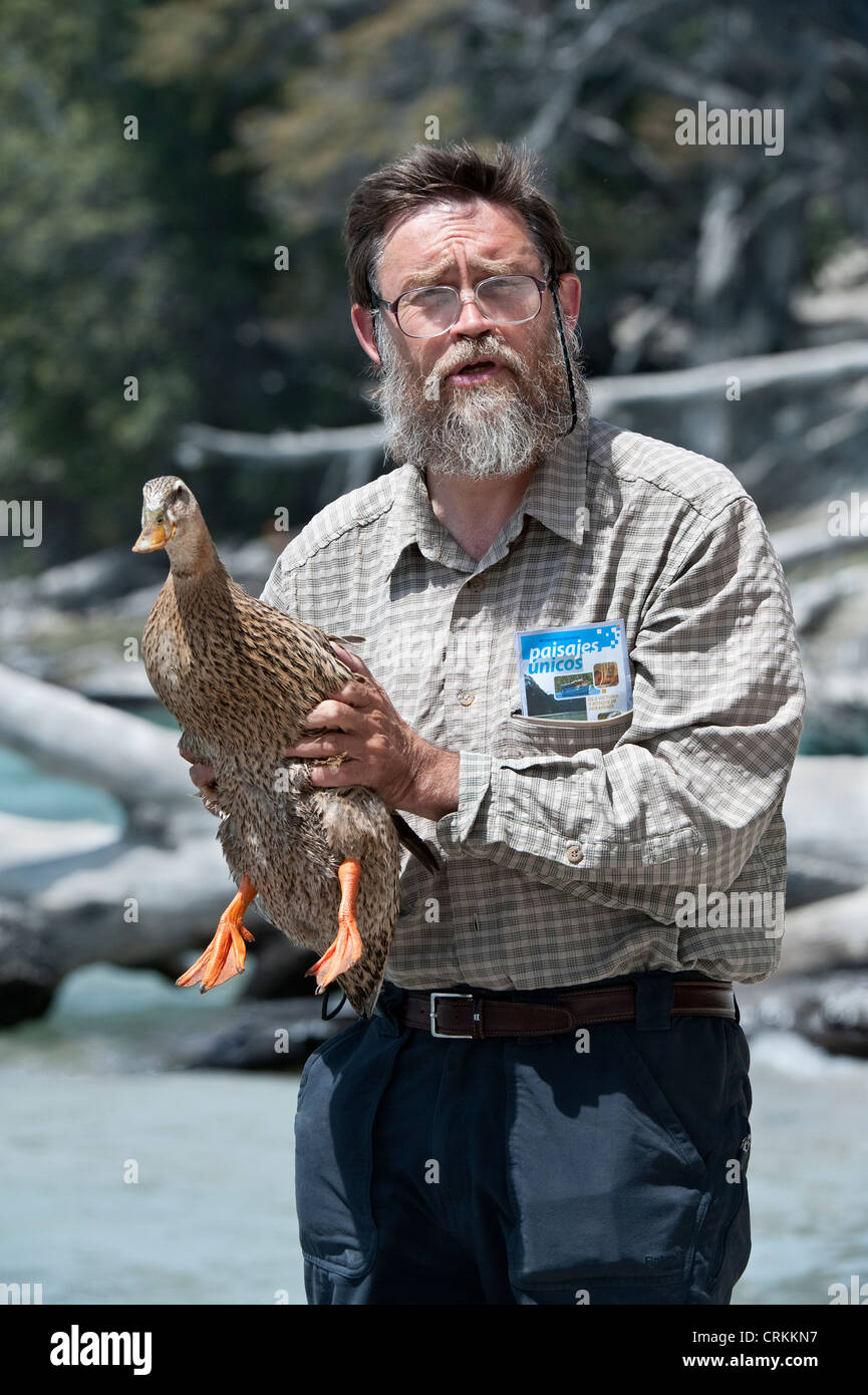 Canard domestique holding Lago Traful rive couvertes de cendres volcaniques sur l'arrière-plan du Parc National Nahuel Huapi en Argentine Banque D'Images