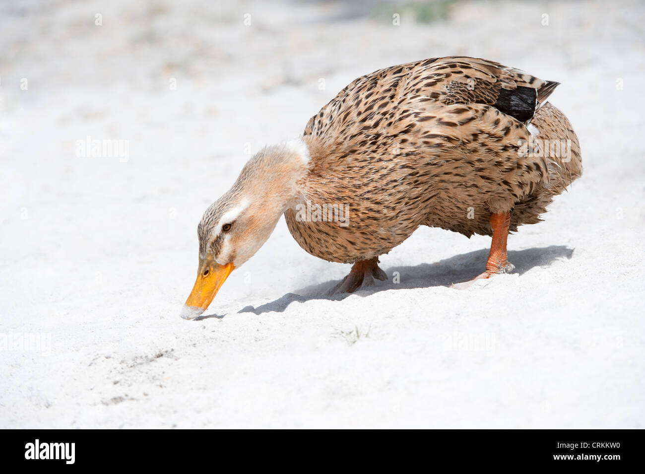 Canard domestique à la recherche de nourriture dans les cendres volcaniques Lago Traful Shore Road 65 Parc National Nahuel Huapi en Argentine Banque D'Images