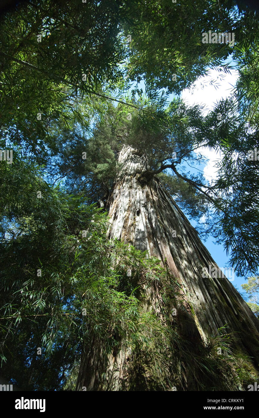 Lahuán alerce (Fitzroya cupressoides) arbres (Atteindre) pour sky Parc National Los Alerces argentine de la Province de Chubut Banque D'Images