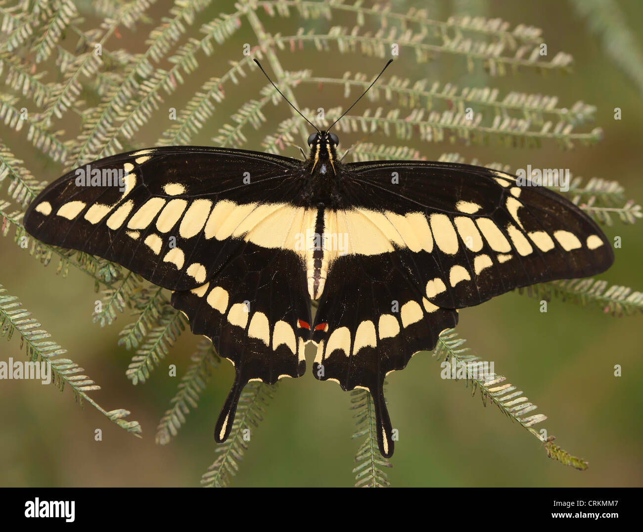 Grand porte-queue (Papilio cresphontes) Banque D'Images