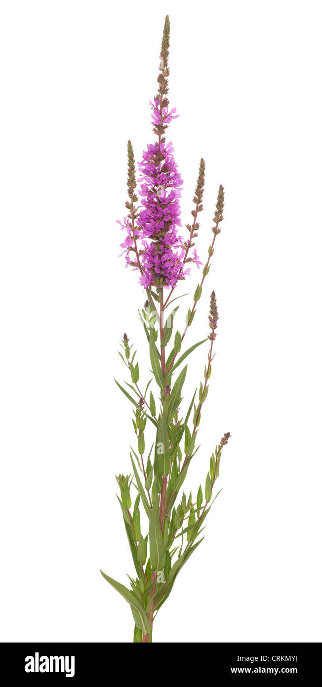 Seule la salicaire (Lythrum salicaria) on white Banque D'Images