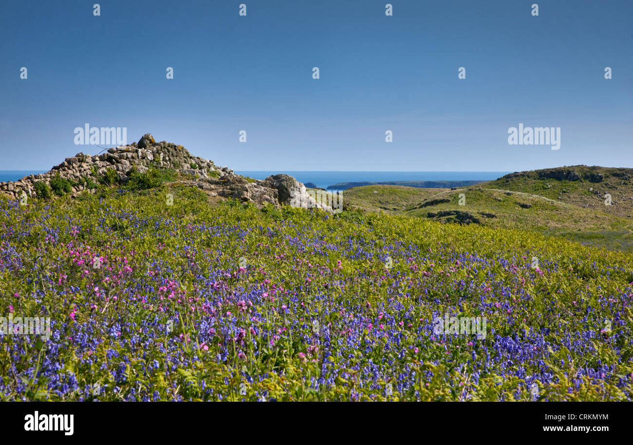 Fleurs sauvages colorées, l'île de Skomer, Pembrokeshire, Pays de Galles Banque D'Images