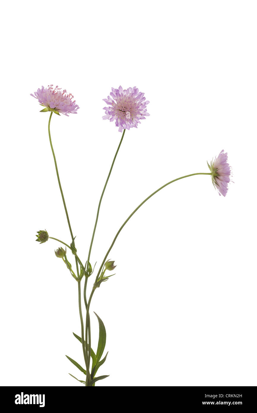 Fleur pourpre (Knautia arvensis) sur fond blanc Banque D'Images