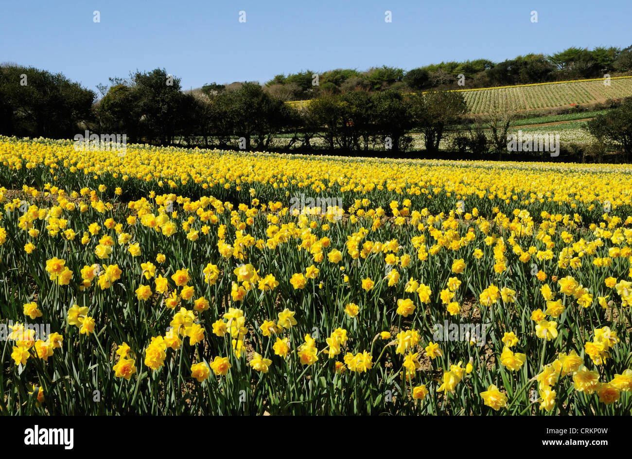 Narcisse, jonquille, paysage avec un domaine commercial en fleur. Banque D'Images