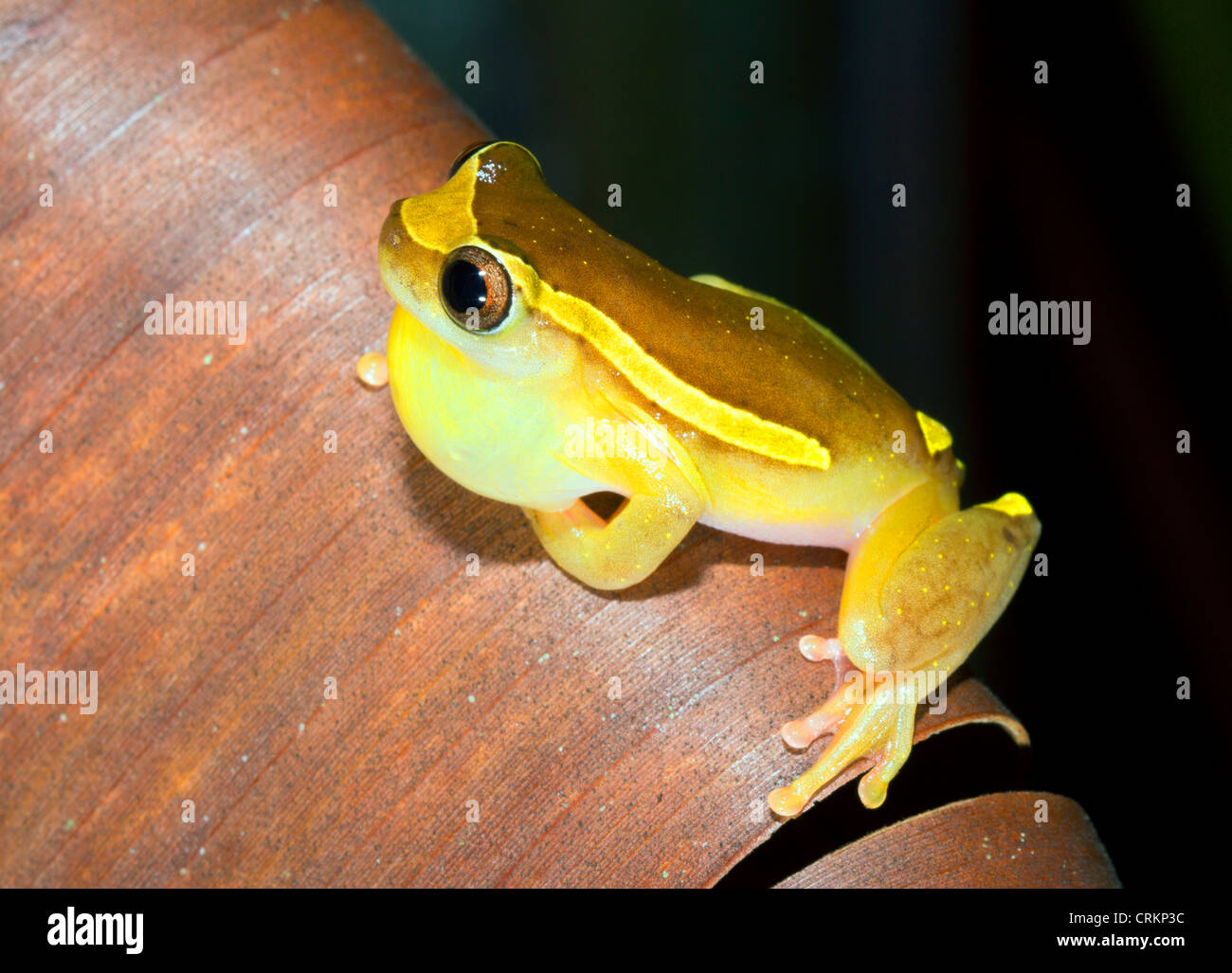 La rainette versicolore (Dendropsophus bifurcus Amazon). Sac vocal mâle appelant avec gonflé en partie Banque D'Images