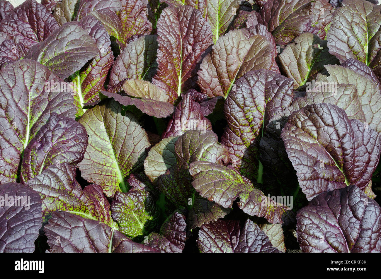 Brassica rapa rubra, Pak choi Banque D'Images