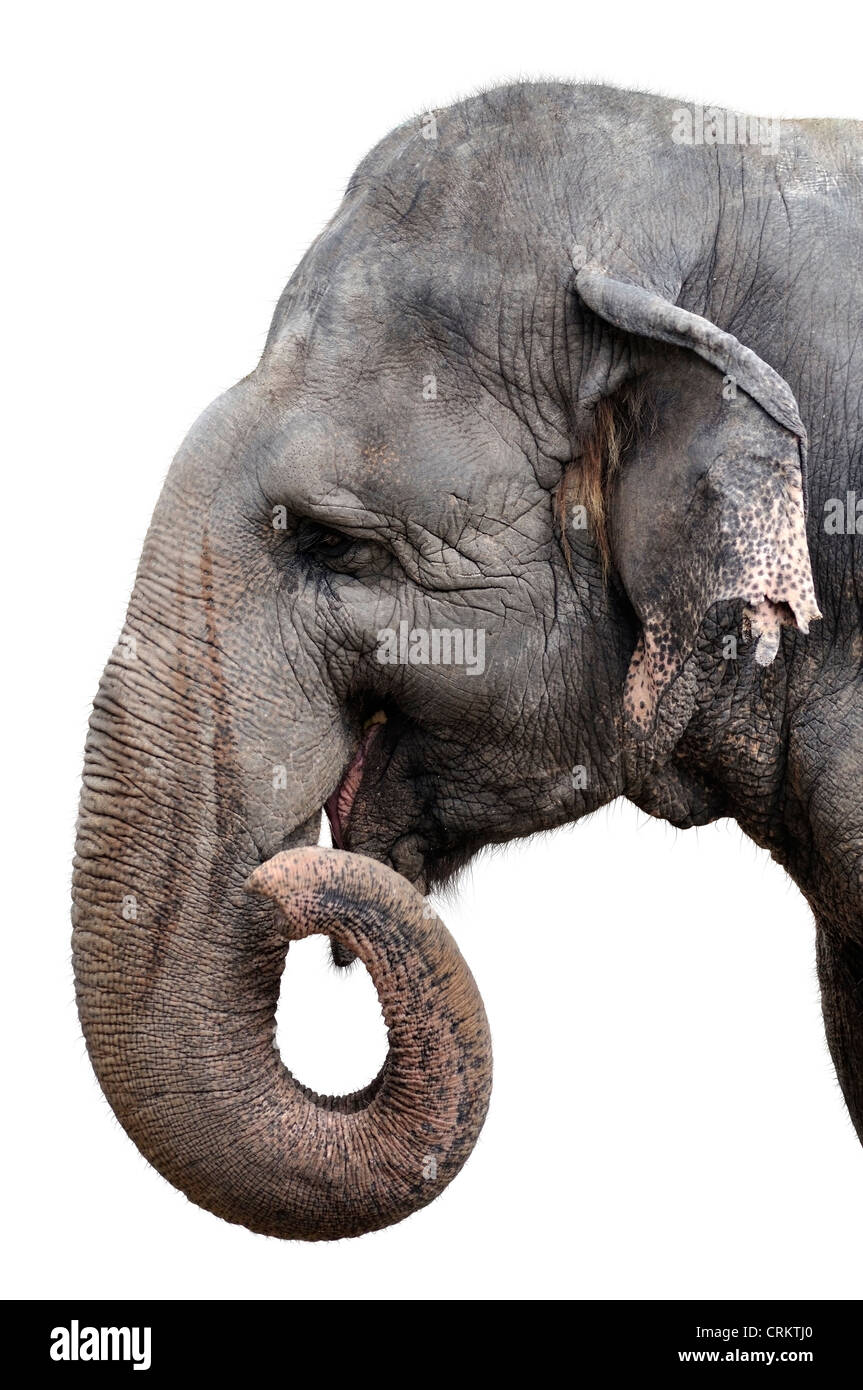 Portrait de l'éléphant sur fond blanc Banque D'Images