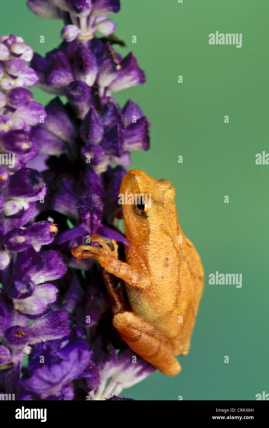 La rainette crucifère (Pseudacris crucifer) l'ascension d'une tige de fleurs pourpre salvia Banque D'Images