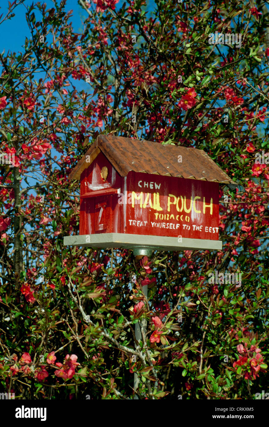 Flowering quince avec grange rouge nichoir peint avec des vieux temps, le tabac publicité, Missouri USA Banque D'Images