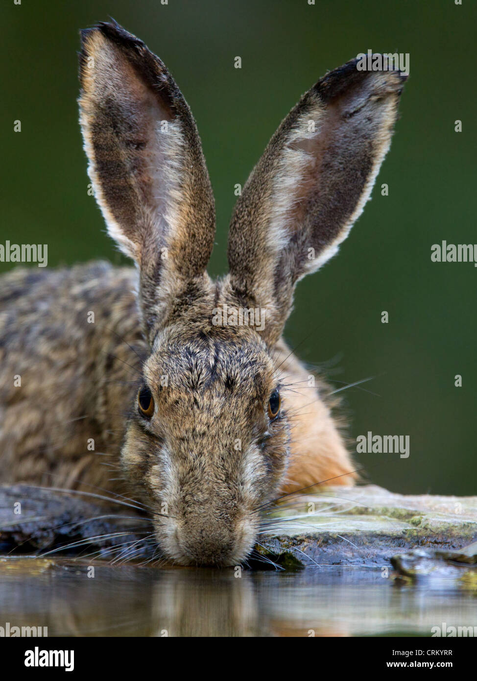 European brown hare de potable extérieure Banque D'Images