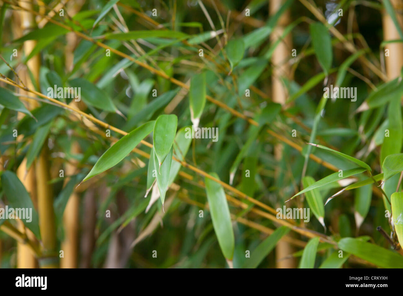 Phyllostachys aureosulcata 'Aureocaulis'. Bambou tige jaune ou doré Crookstem Banque D'Images