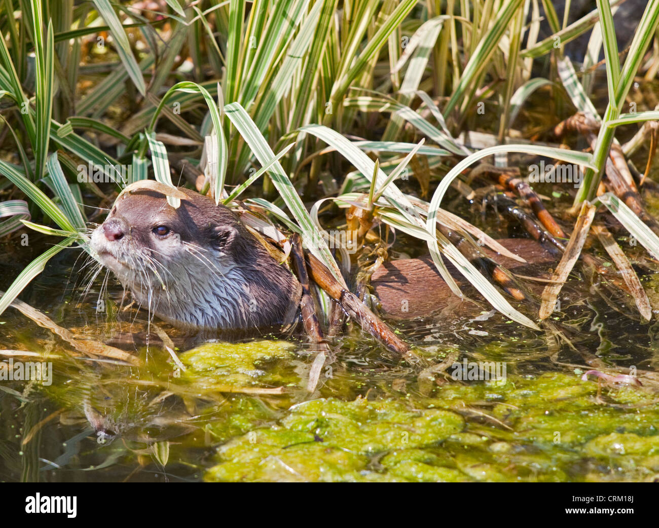 Petite asiatique griffé Otter (aonyx cinerea) Banque D'Images
