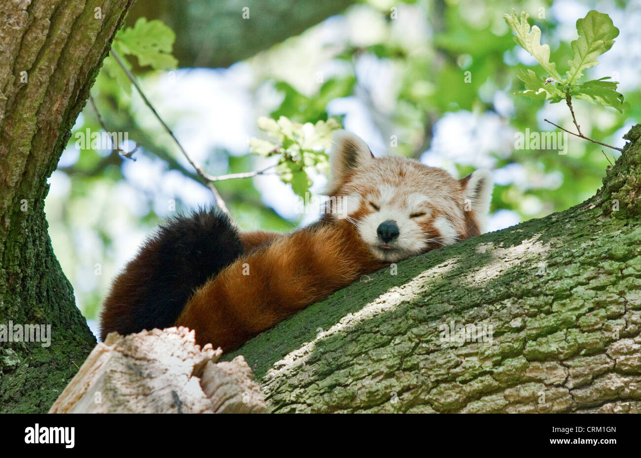 Le panda rouge (Ailurus fulgens) somnoler dans un arbre Banque D'Images
