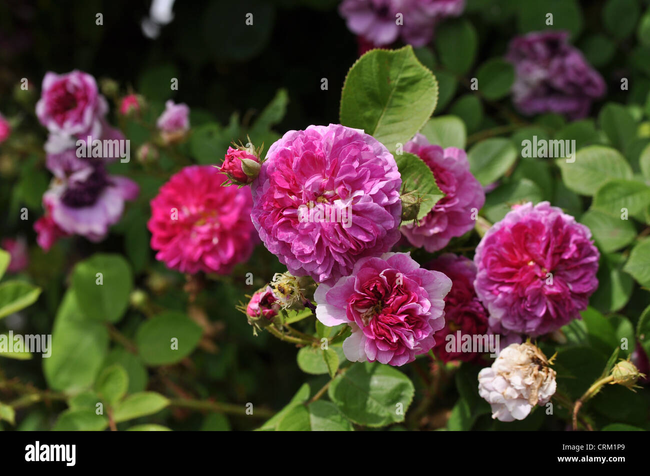 La floraison des roses dans le jardin dendrologique, République tchèque le 26 juin 2011. (Photo/CTK Zdenek Kiesenbauer) Banque D'Images