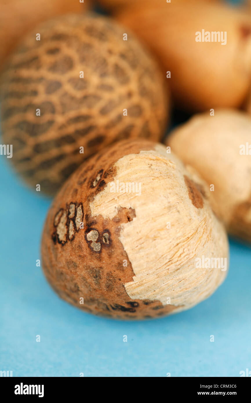 D'arec, également connu sous le nom de noix de bétel, a un goût amer et piquant. Il est souvent croqué en combinaison avec les feuilles de tabac et de bétel de l'oxyde de calcium (chaux) par les personnes âgées dans le sud-est de l'Asie, et elle est la principale cause de cancer de la bouche dans la région Banque D'Images