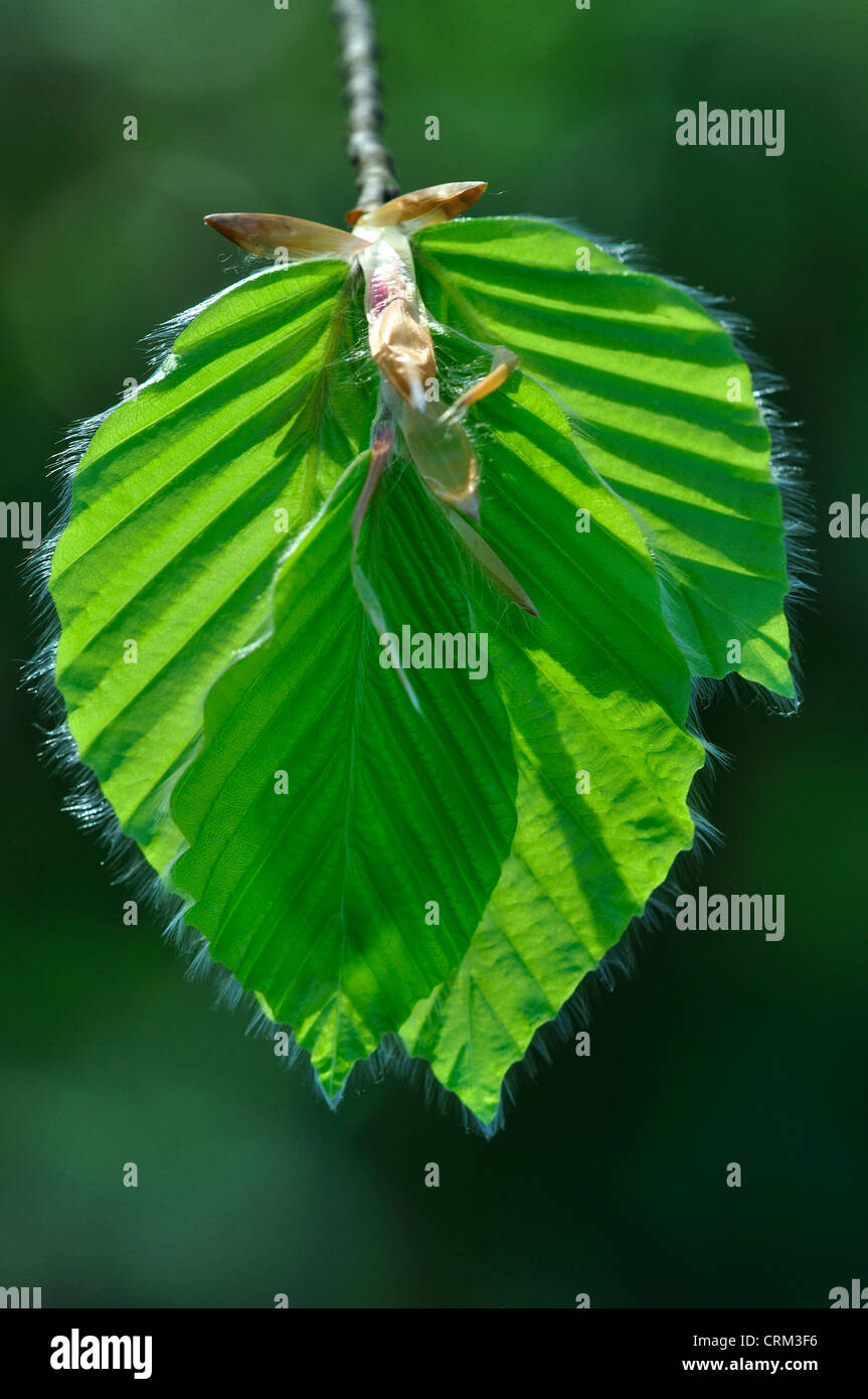 Hêtre Fagus sylvatica arbre feuille feuilles décidues Banque D'Images