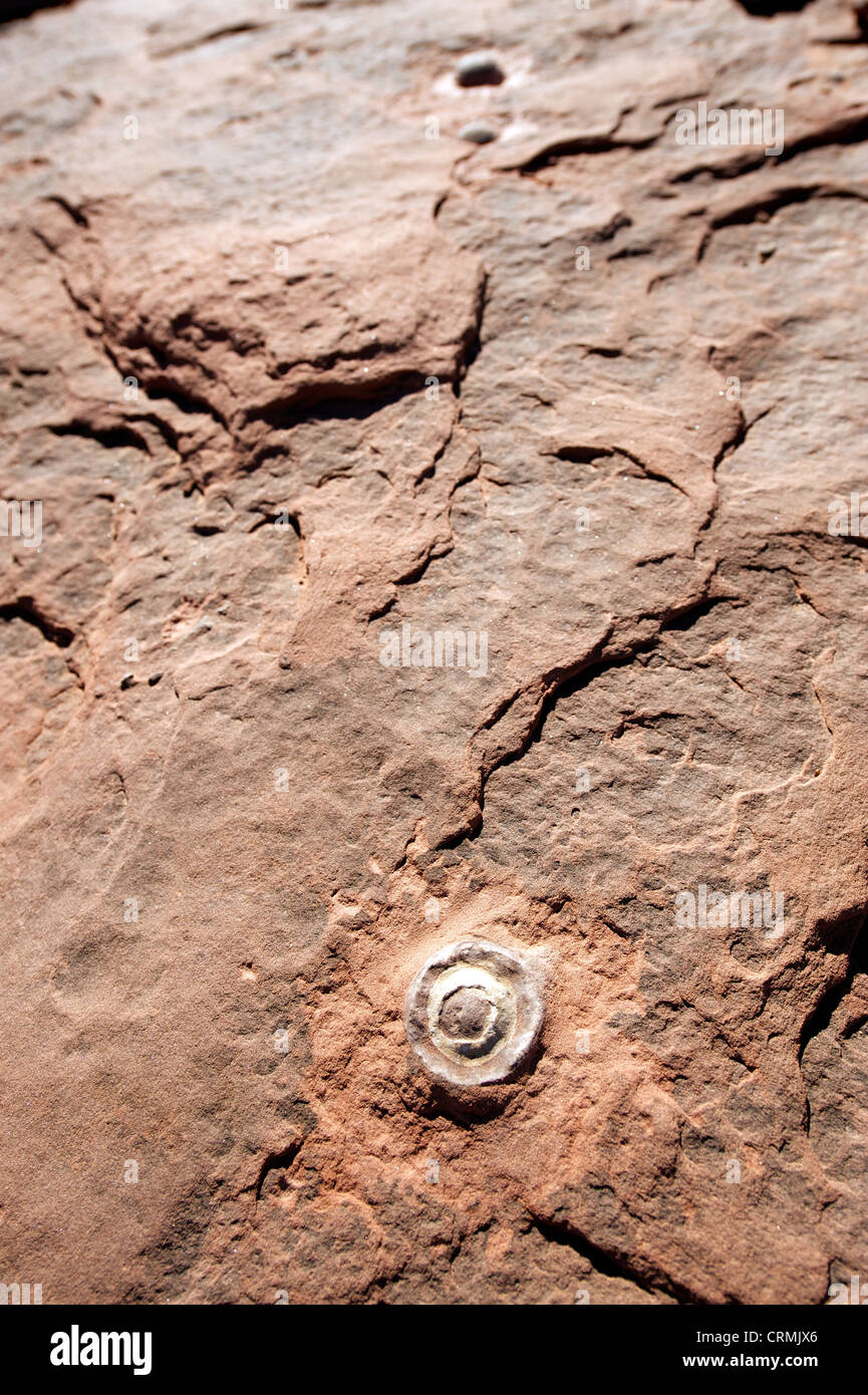Oeufs de dinosaures fossilisés, près de Tuba City, Arizona, États-Unis Banque D'Images