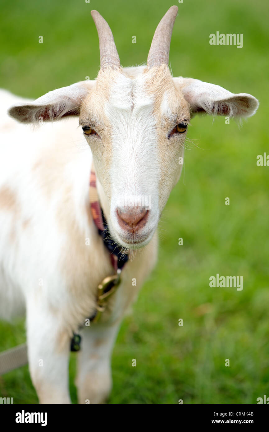 Animaux domestiques ou animaux de chèvre sur la tête (head-shot) Banque D'Images