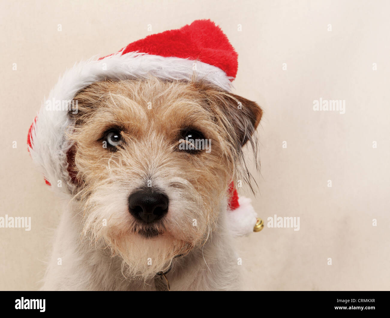 Un Parson Russell Terrier chien, portant un chapeau de Père Noël Banque D'Images