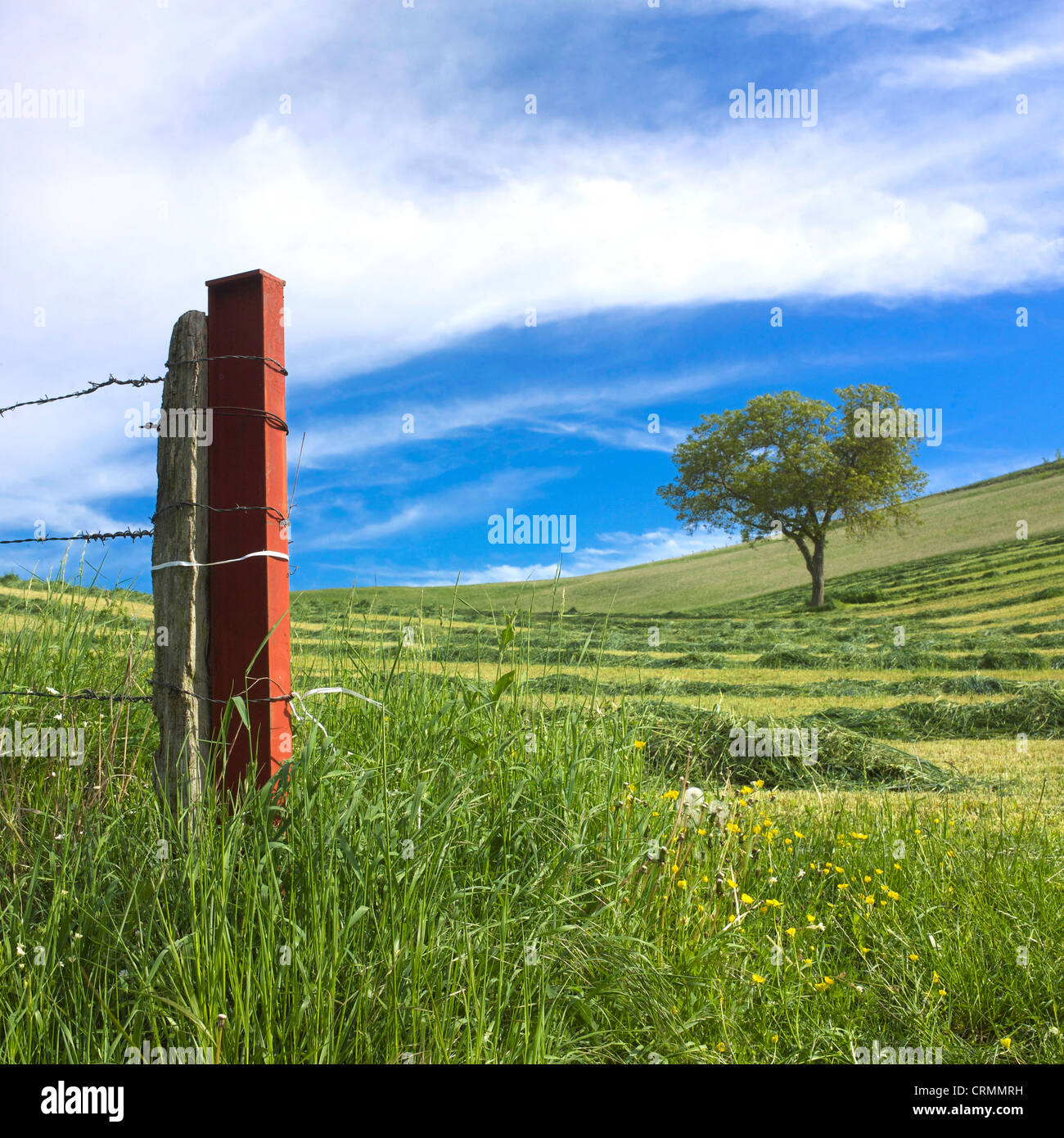 Clôture et arbre dans un champ fauché. La Limagne. L'Auvergne. La France. L'Europe. Banque D'Images