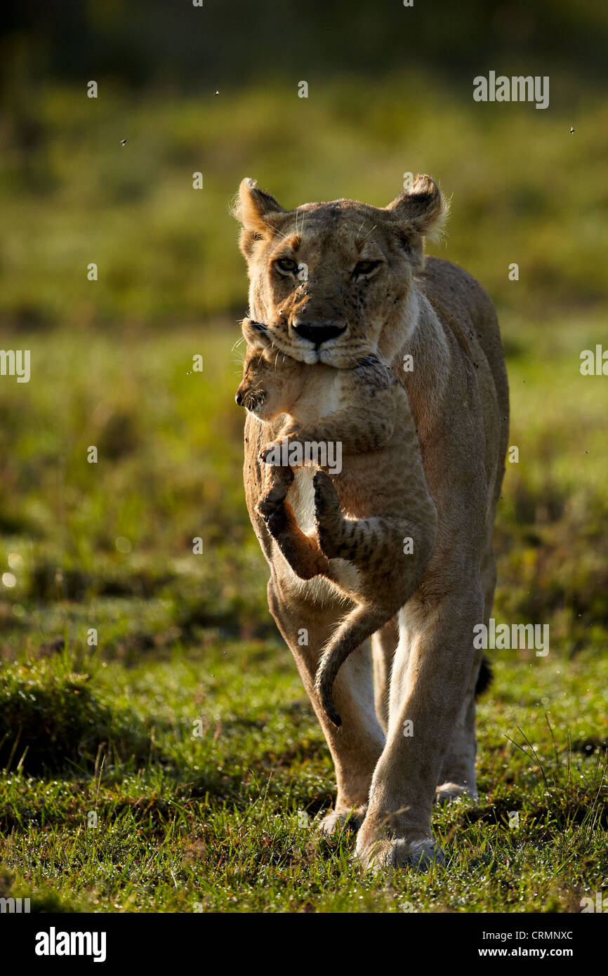 Lionne transportant un cub dans le Masai Mara, Kenya Banque D'Images