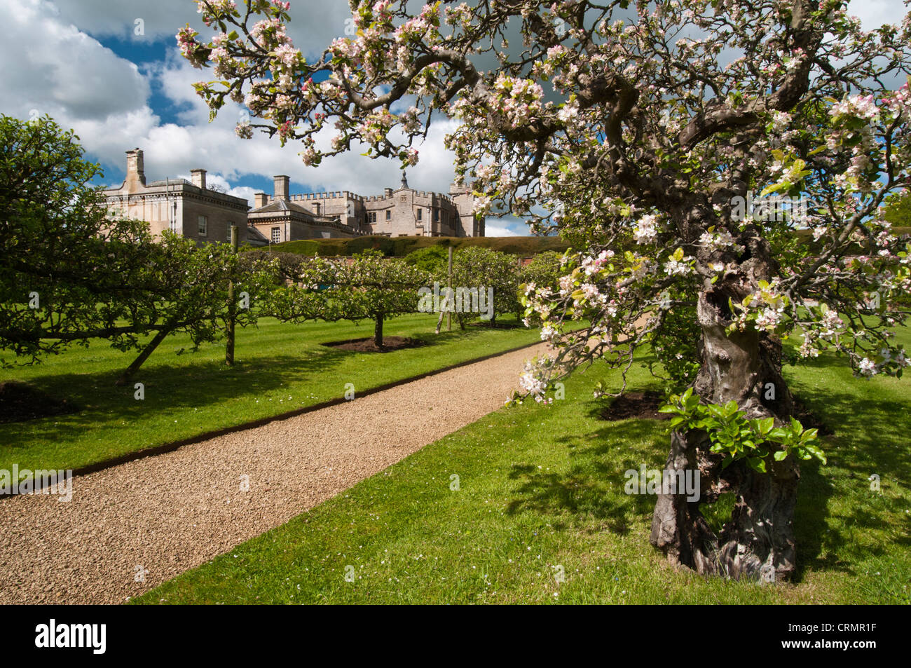 Avenue de apple qualifiés et poiriers avec de délicates fleurs rose, dans le verger de Rousham House, Oxfordshire, Angleterre Banque D'Images