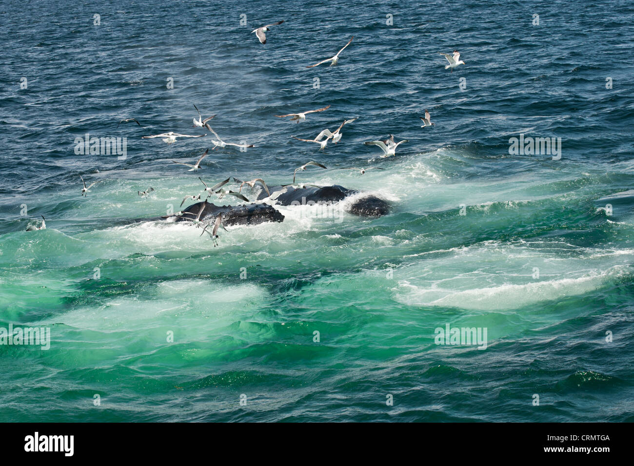 L'alimentation des baleines à bosse (Megaptera novaeangliae) Banque D'Images