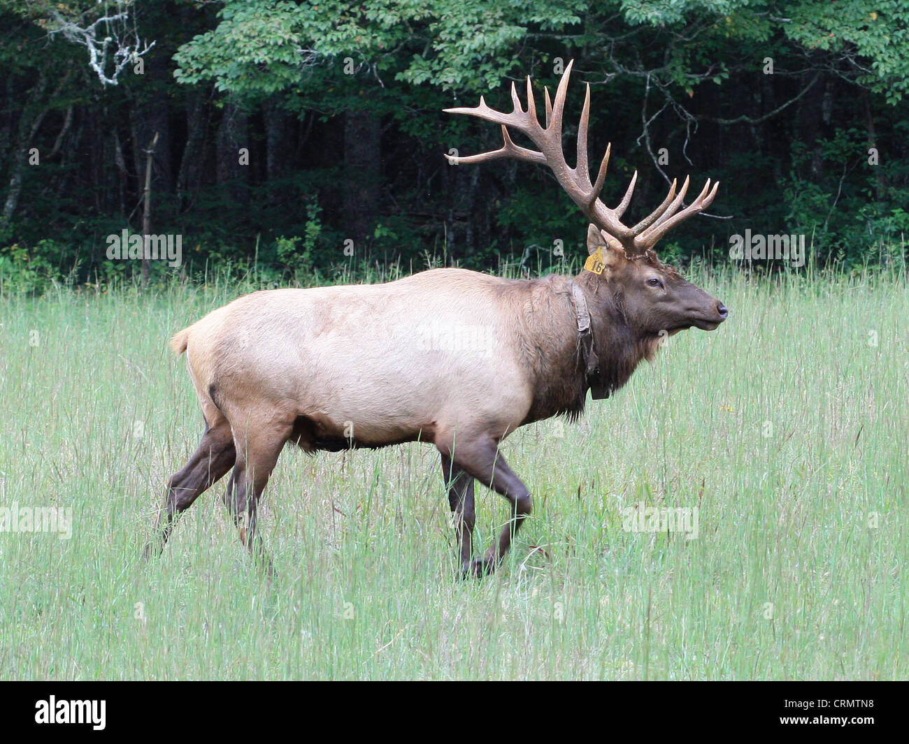 Un taureau le wapiti (Cervus canadensis) dans le site Cataloochee Vallée de la Great Smoky Mountains National Park en Caroline du Nord Banque D'Images