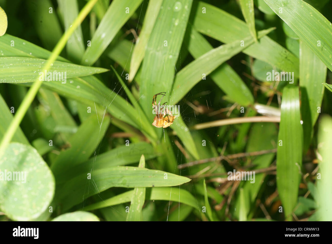 Mue araignee Banque de photographies et d’images à haute résolution - Alamy