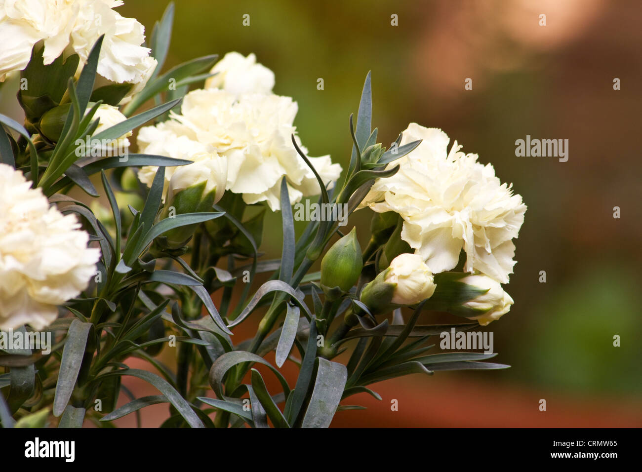 Oeillet blanc (Dianthus caryophyllus )plante et fleurs Banque D'Images