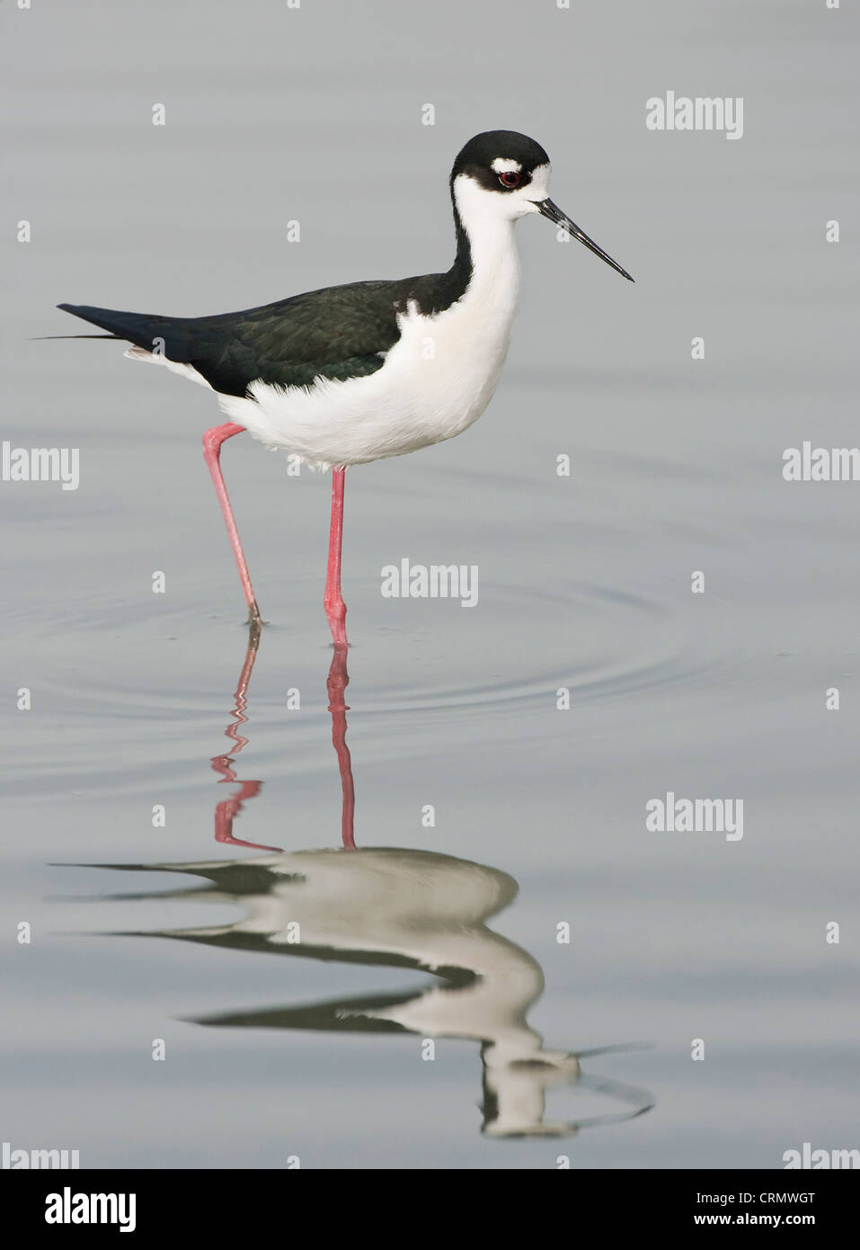 Homme Black-necked Stilt pataugeant dans les régions côtières de la Californie marsh Banque D'Images