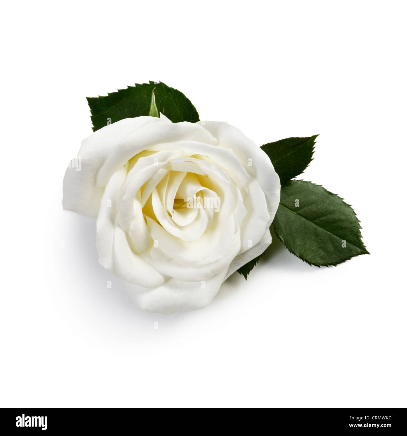 Seul blanc rose sur fond blanc Banque D'Images