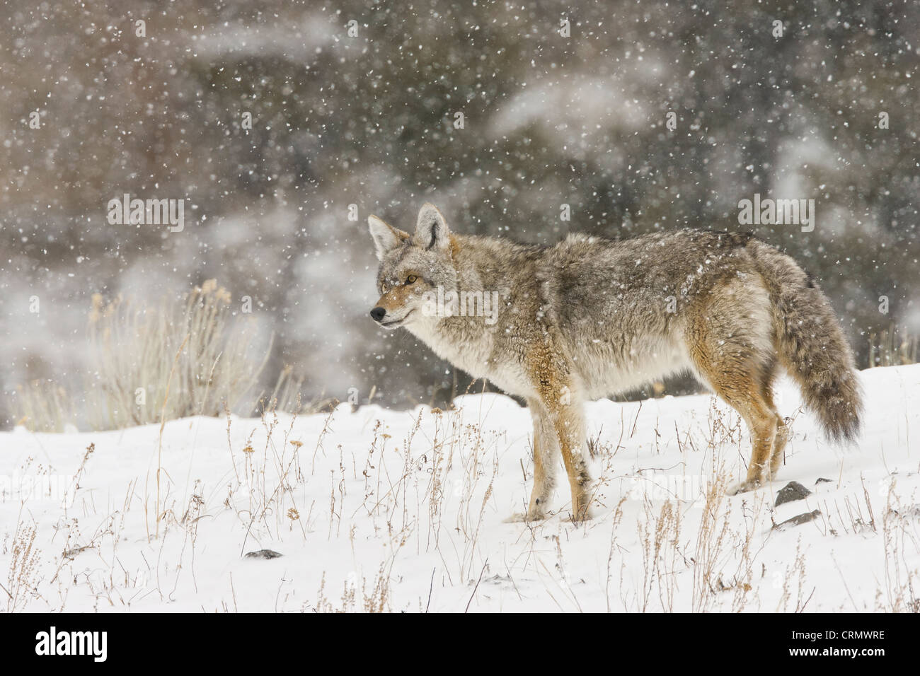 Le coyote chasse en pleine tempête de neige dans le Parc National de Yellowstone Banque D'Images