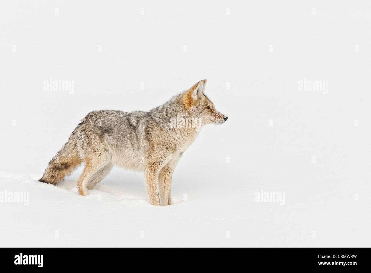 Le coyote chasse dans la neige dans le Parc National de Yellowstone Banque D'Images