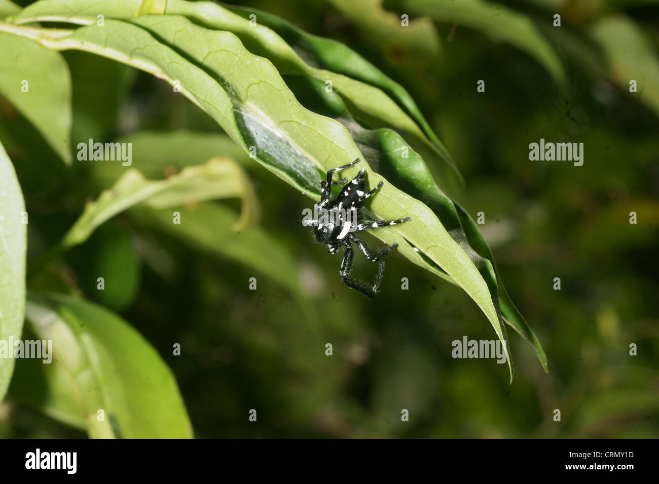 Grand noir et blanc femme araignée sauteuse Phidippus Audax gardant nid d'oeufs Banque D'Images