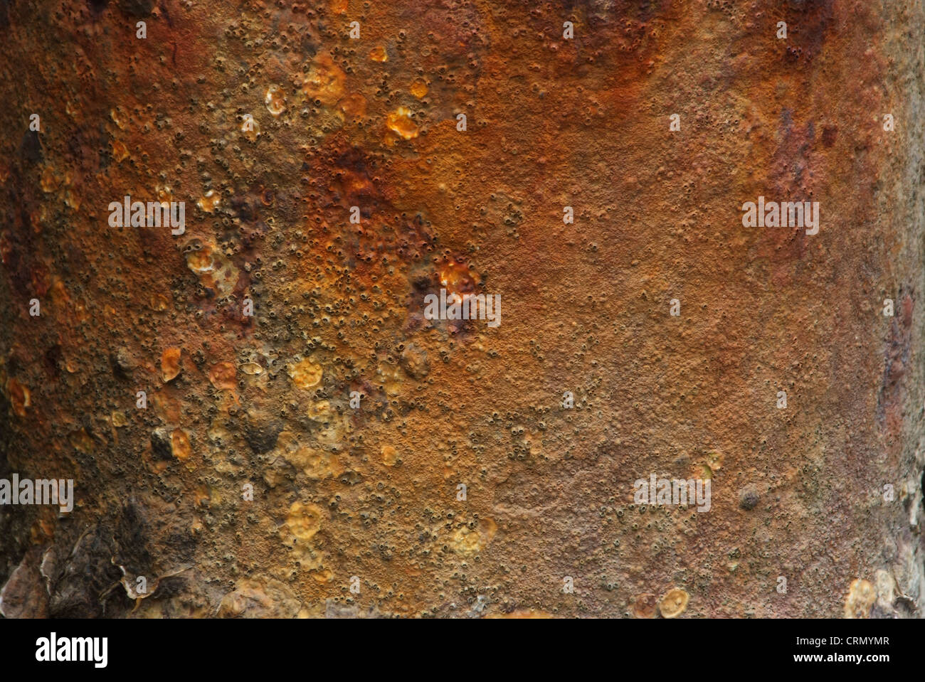 Balane adhérence sur des poteaux d'acier avec la rouille. Banque D'Images