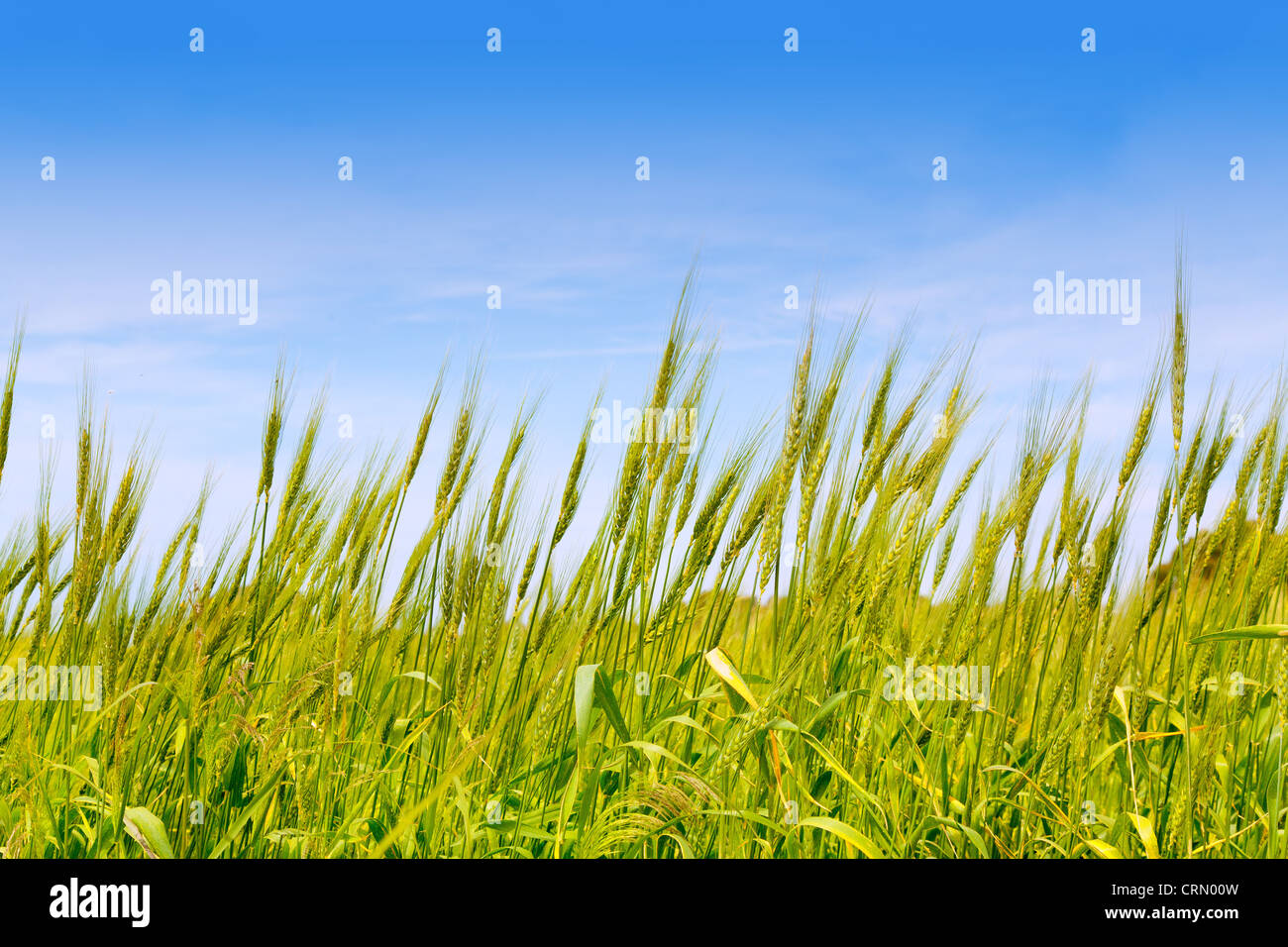 Dans le champ de blé vert Baléares Formentera island under blue sky Banque D'Images