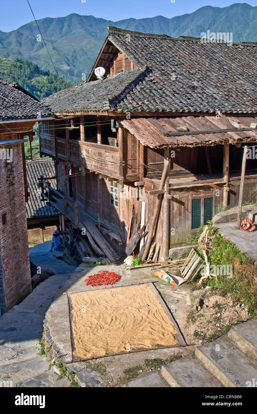 Récolte du riz dans le village Longji - Guangxi - Chine Banque D'Images