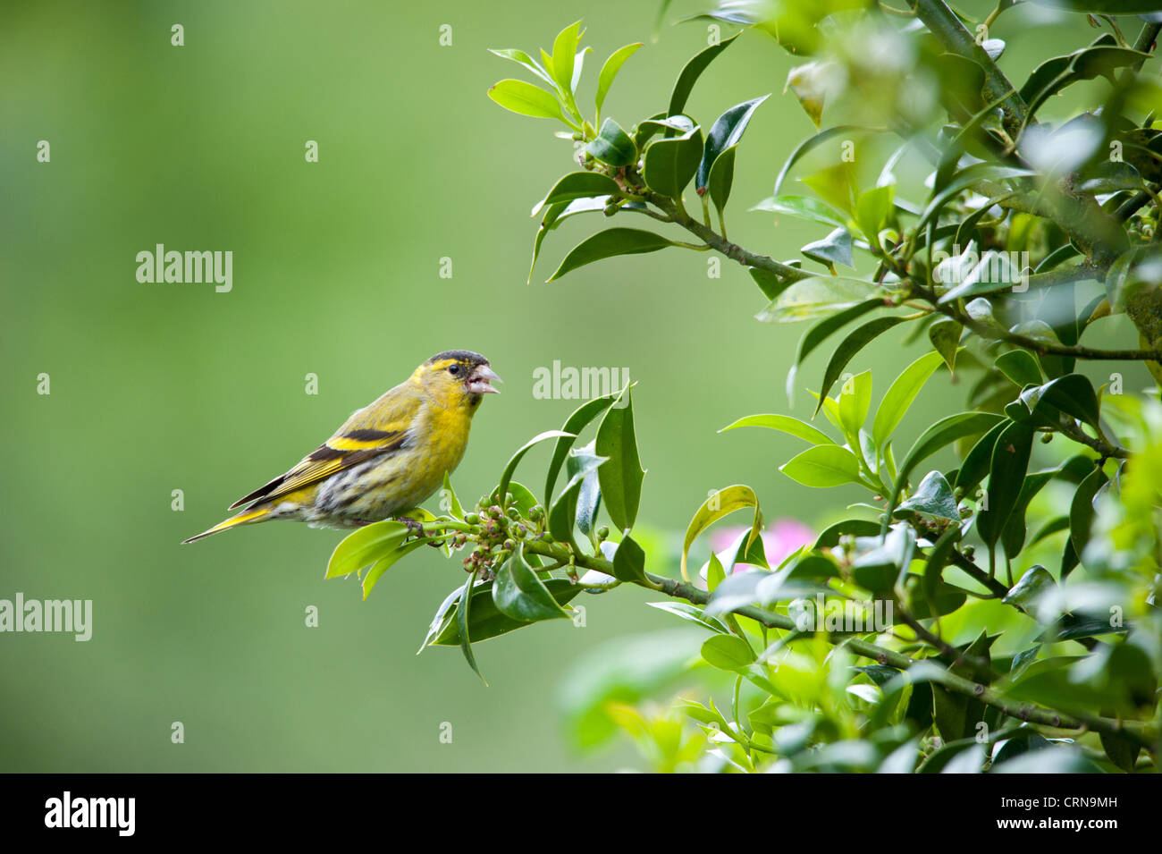 Chardonneret Banque D'Images
