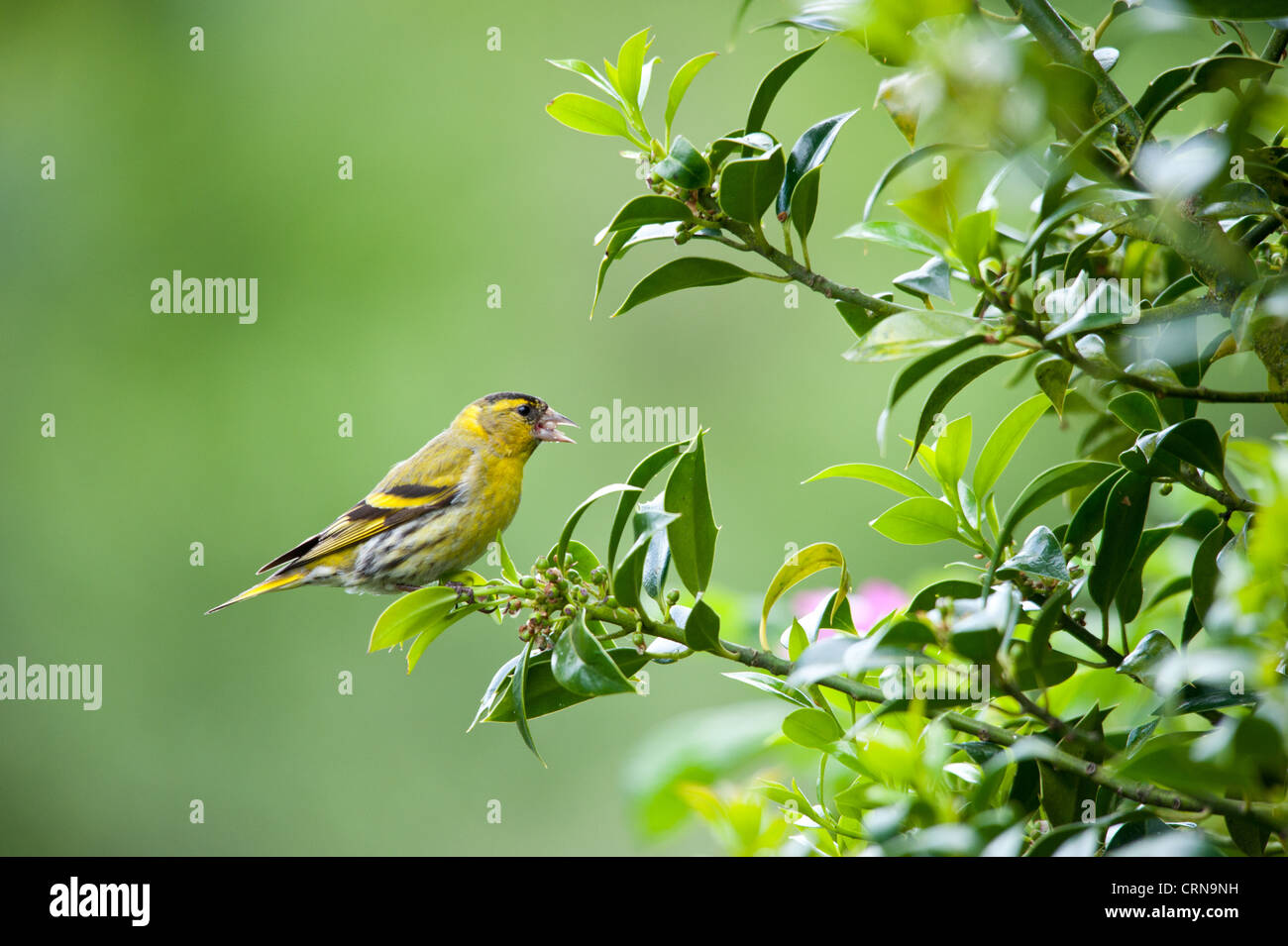Chardonneret Banque D'Images